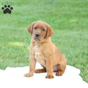 Domino, Fox Red Labrador Retriever Puppy